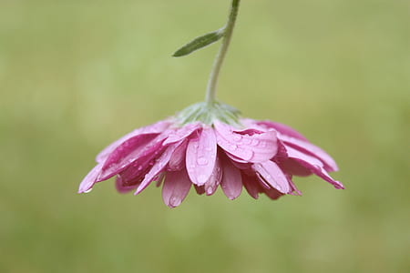 macro photography of pink flowers with water droplets thumbnail