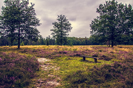 bench in the middle of field thumbnail
