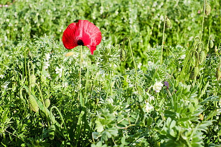 red petaled flower thumbnail