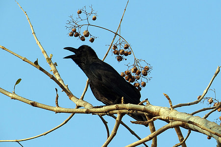 Indian Jungle Crow, Corvus Macrorhynchos thumbnail