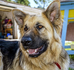 adult German shepherd thumbnail