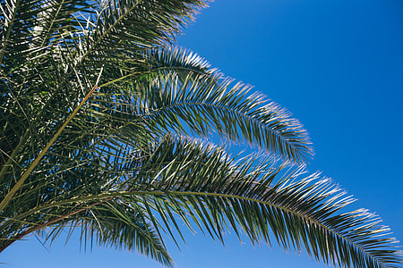 Green palm tree thumbnail