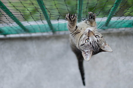 silver tabby kitten on mesh screen thumbnail