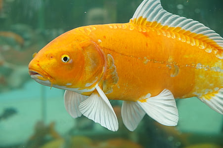 closeup photo of orange and white pet fish thumbnail