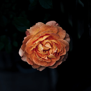 single orange rose thumbnail