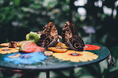 shallow focus photography of two brown butterflies thumbnail
