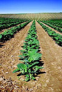 vegetable field thumbnail