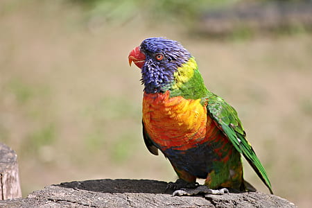 focus photography of rainbow lorikeet thumbnail
