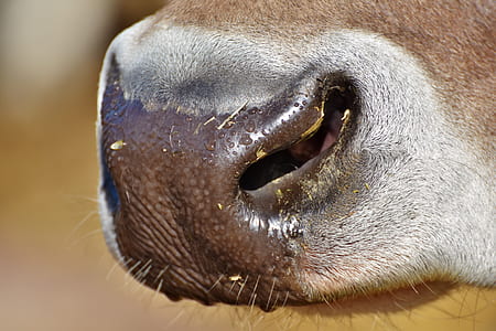 cow, kuhschnauze, foot, beef, ruminant, agriculture thumbnail