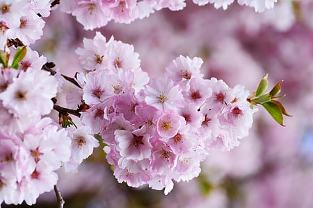 shallow focus photography of pink flowers thumbnail