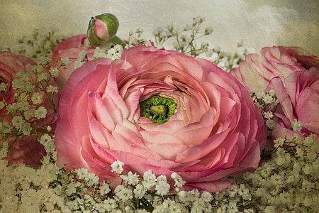 close-up of pink ranunculus flowers and white baby's breath flowers thumbnail