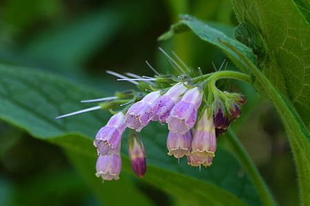 Comfrey is a perennial herb native to Europe. The plant grows to be about 2-3½ feet tall with beautiful, bell-shaped flowers and large leaves. Comfrey normally blooms throughout the summer, with the first flowers opening in late April or early May. Flowers come in blue, pink, purple, or white. Comfrey is not safe for internal use. However, comfrey is often used in skin care preparation due to the compound Allantoin present in the plant. Comfrey is also known by the names �knitbone,�� �slippery root,�� �bruisewort,�� and �blackwort.�� thumbnail
