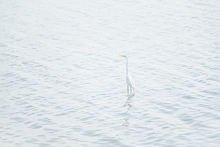 great egret on body of water thumbnail