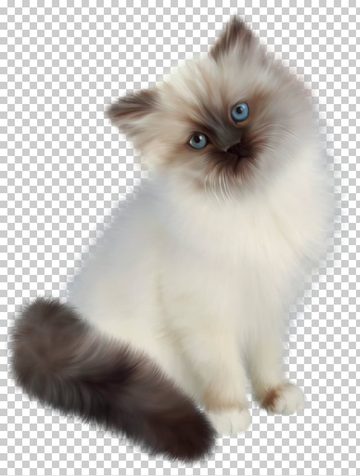 Ragdoll Persian Cat Siamese Cat Birman Himalayan Cat Walrus Png
