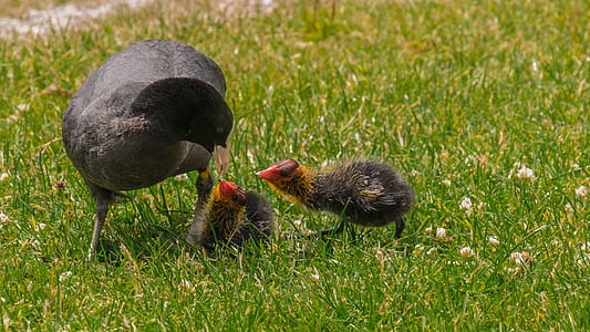black duck beside two ducklings thumbnail