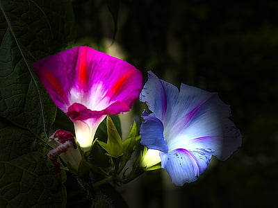pink and purple hibiscus thumbnail