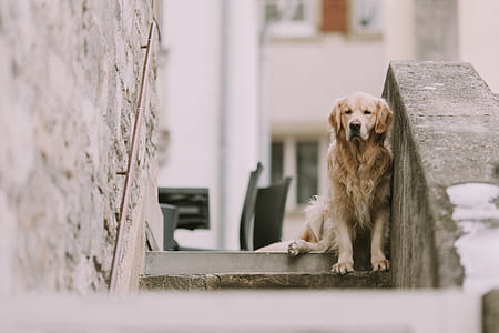 light golden retriever sitting on concrete stair thumbnail