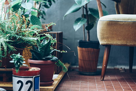 green potted plants near brown chair thumbnail
