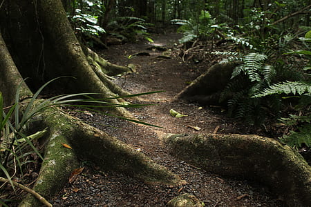 photo of pathway surrounded with trees thumbnail
