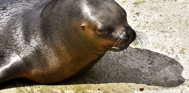 sea lion on gray surface thumbnail