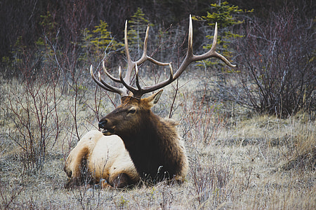 brown deer near grass at daytime thumbnail