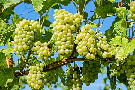 unripe grapes thumbnail