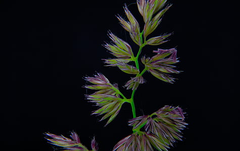 pink cluster flower on black background thumbnail
