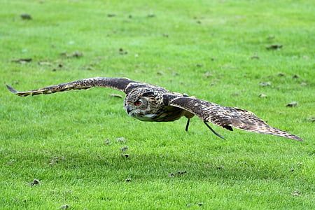 gray owl on grass thumbnail