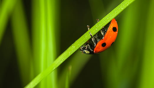 Close-up Photography of Ladybug thumbnail