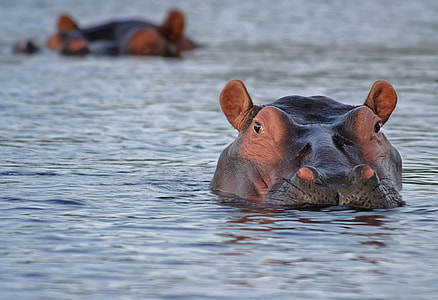 Hippo swimming on river during daytime close-up photo thumbnail