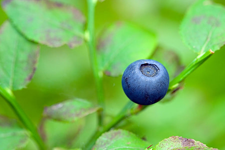 blueberry closeup photography thumbnail