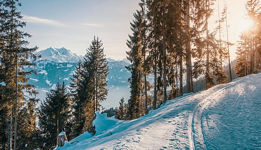 snow covered street with trees during sunrise thumbnail