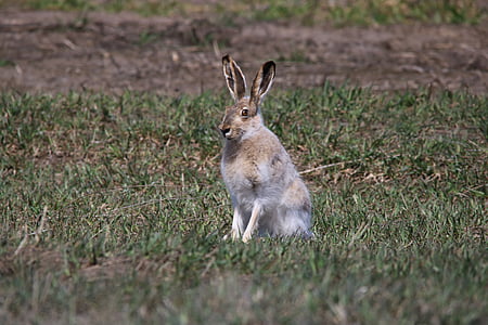 brown rabbit thumbnail