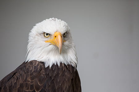 bald eagle thumbnail