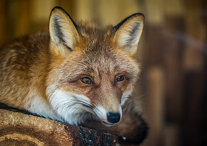 brown fox thumbnail