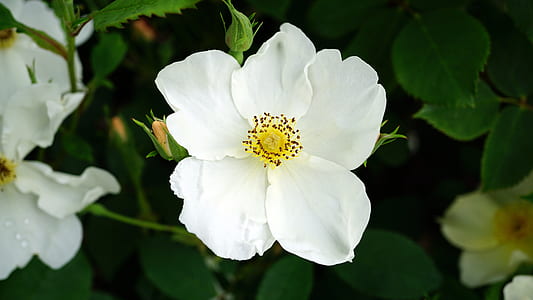 nature, flowers, garden, petals thumbnail