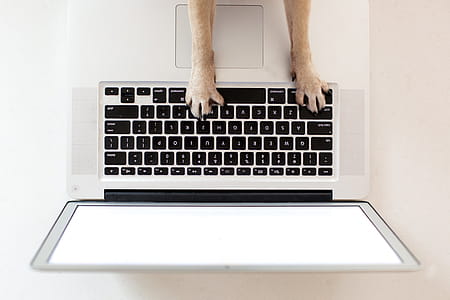 Business Dog Paws On Keyboard Photo thumbnail