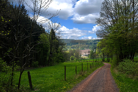 Thuringia Germany, Forest thumbnail