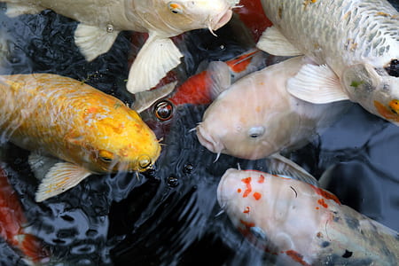 school of koi fish thumbnail