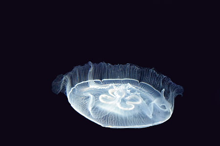 jellyfish with black background thumbnail
