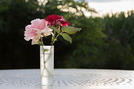 blooming pink and red roses thumbnail