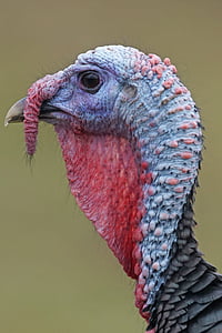 wild Turkey thumbnail