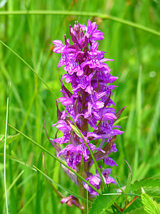 Orchid, Western Marsh thumbnail