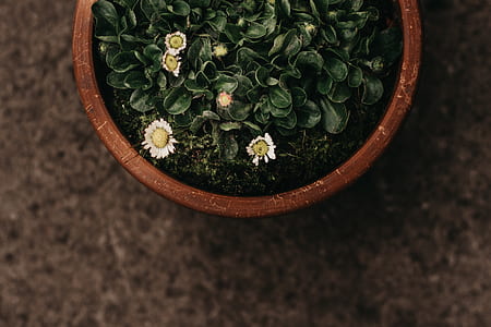 green succulent plants thumbnail
