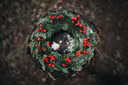 A Very Merry Fresh Holly Wreath for Christmas thumbnail
