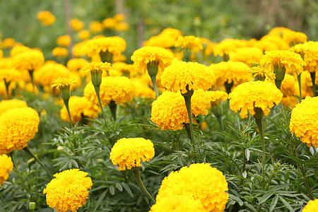 bed of yellow petaled flowers thumbnail