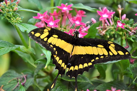 closeup photo of black and yellow swallowtail butterfly perching on pink petaled flower at daytime thumbnail