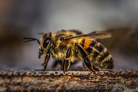macro photography of honey bee thumbnail