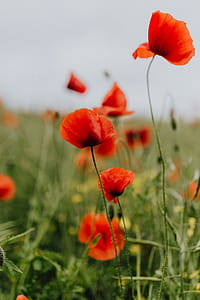 A field of Red Poppies thumbnail