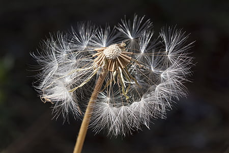 white dandelion thumbnail